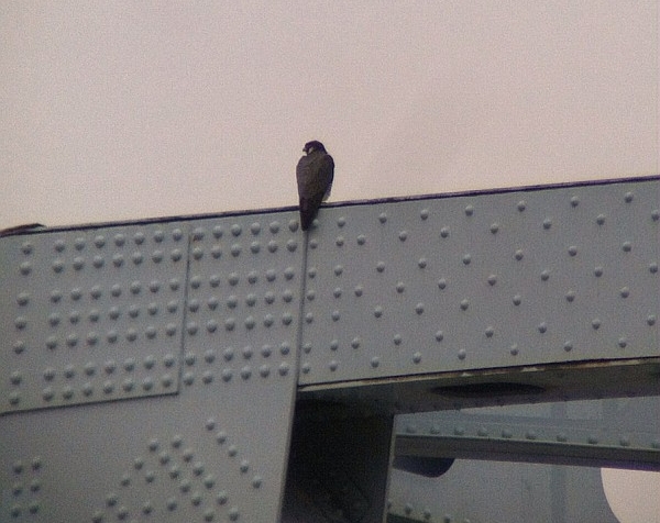 One of two peregrines on the Elizabeth Bridge, 26 March 2015 (photo by Jim Hausman)