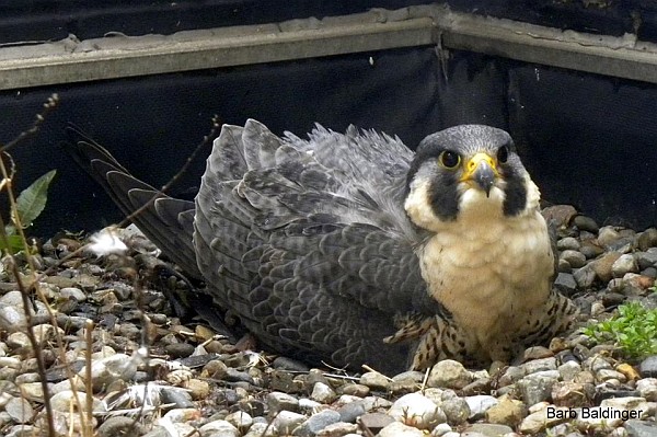 Hathor is incubating in Mt. Clemens, Michigan (photo by Barb Baldinger)