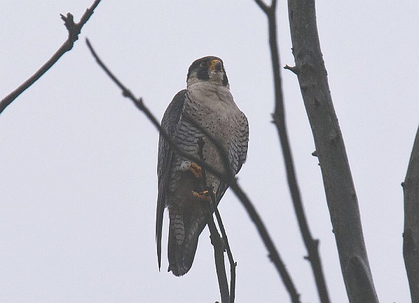 Peregrine in Highland Park ,March 2015 (photo by Maury Burgwin)