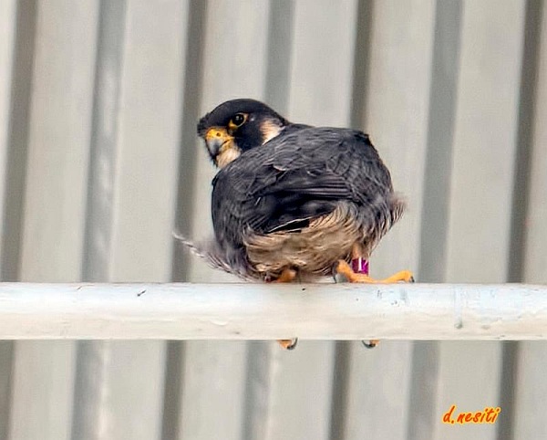 Peregrine falcon, Hecla, at the Westinghouse Bridge (photo by Dana Nesiti)
