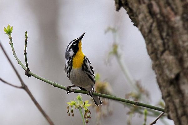 Yellow-throated warbler (photo by Steve Gosser)