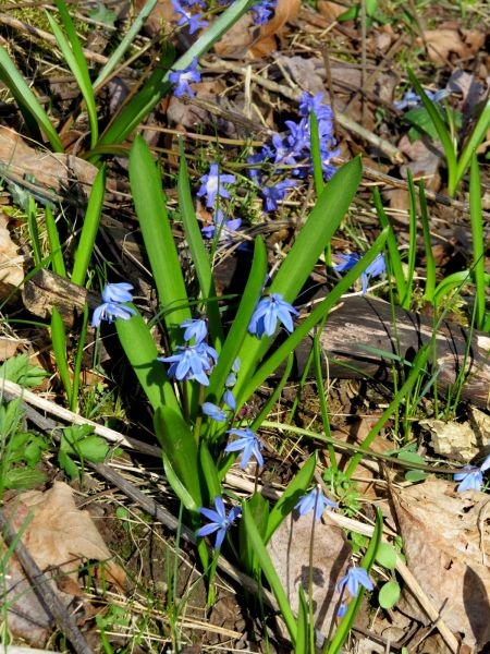 Siberian squill (Scilla siberica), Enlow Fork, Washington-Greene county line, 12 April 2015 (photo by Dianne Machesney)