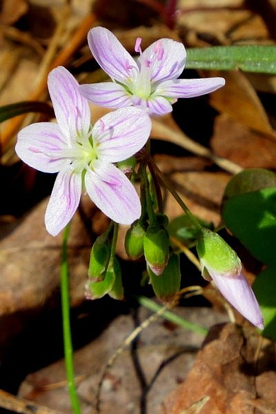 Virginia Spring Beauty (Claytonia virginica), Enlow Fork, Washington-Greene county line, 12 April 2015 (photo by Dianne Machesney)