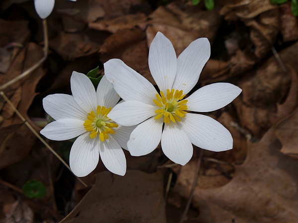 Bloodroot in bloom, Wingfield Pines, 15 April 2015 (photo by Kate St. John)