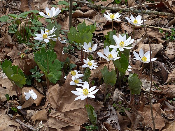 Bloodroot in bloom, Wingfield Pines, 15 April 2015 (photo by Kate St. John)