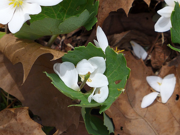 Bloodroot lost its petals, Wingfield Pines, 15 April 2015 (photo by Kate St. John)