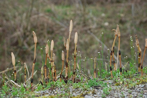 Horsetail (Equisetum), Youghiogheny Rail Trail near Buena Vista, Allegheny County, 15 April 2015 (photo by Donna Foyle)