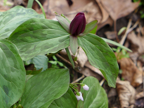Sessile trillium, Boyce-Mayview Park, Allegheny County, 15April 2015 (photo by Kate St. John)