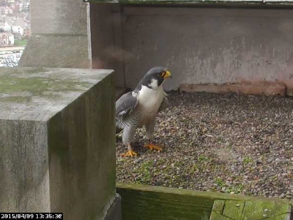 Closeup of peregrine at the Gulf Tower, 9 April 2015, 13:16 (image from the National Aviary falconcam at Gulf Tower)
