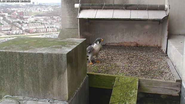 A peregrine visited the Gulf Tower nest on April 9 at 1:35pm (image from the National Aviary falconcam at Gulf Tower)