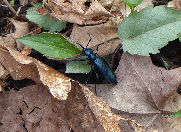 Blister beetle, Grove Run Trail, Linn Run State Park, 19 April 2015 (photo by Kate St. John)