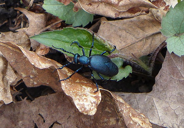 Oil beetle of some sort, 19 April 2015, Linn Run State Park (photo by Kate St. John)