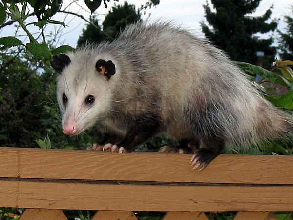 Virginia opossum (photo by Drcyrus from Wikimedia Commons)