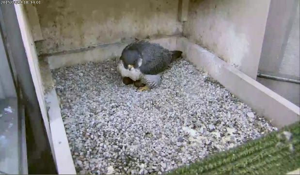 Dorothy with 2 eggs, 4 April 2015 (photo from the National Aviary falconcam at Univ of Pittsburgh)