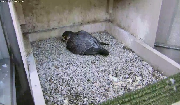Dorothy incubating 2 eggs, 4 April 2015 (photo from the National Aviary falconcam at Univ of Pittsburgh)