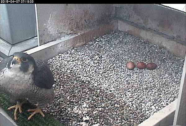 Dorothy with her three eggs, 7 April 2015 (photo from the National Aviary falconcam at University of Pittsburgh)