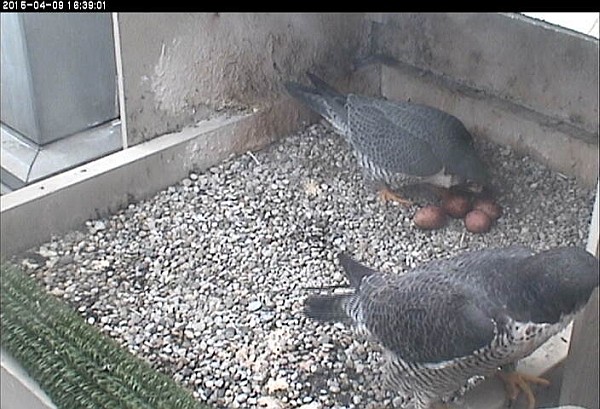 E2 inspects the 4 eggs as he relieves Dorothy in incubation (photo from the National Aviary snapshot camera at University of Pittsburgh)