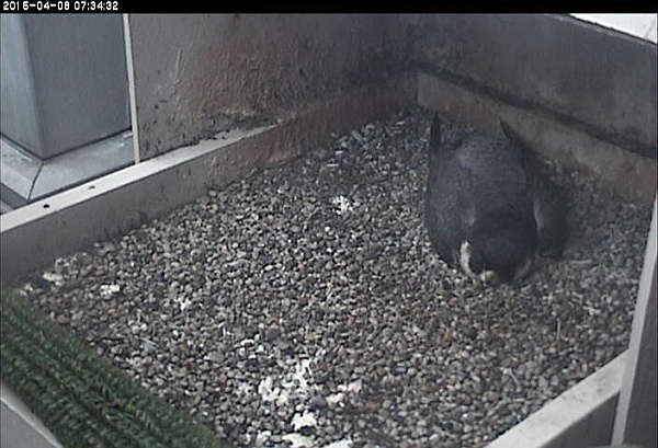 Dorothy incubating her eggs, 8 April 2015 (photo from the National Aviary snapshot cam at University of Pittsburgh)