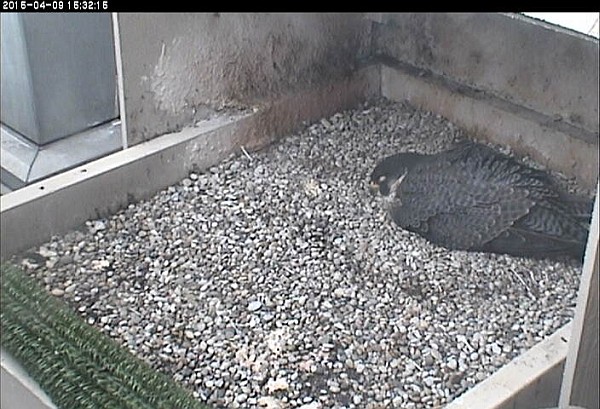 Dorothy incubating after laying her 4th egg (photo from the National Aviary snapshot camera at Univ of Pittsburgh)