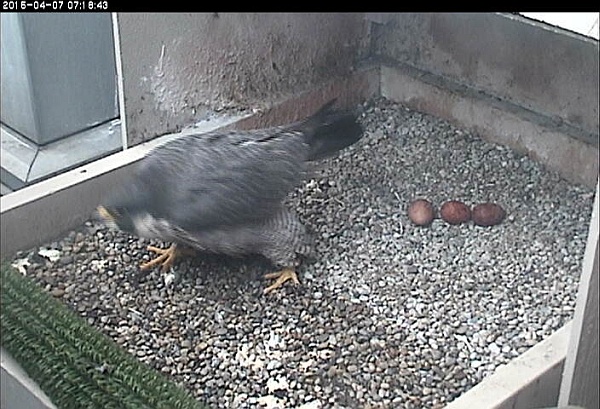 Three eggs as of 7 April 2015 (photo from the National Aviary falconcam at Univ of Pittsburgh)