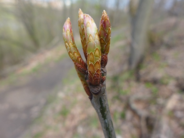 Red oak buds about to burst, 19 April 2015 (photo by Kate St. John)