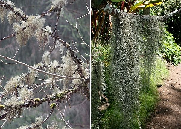 Old Man's Beard lichen and Spanish moss (photos from Wikimedia Commons)