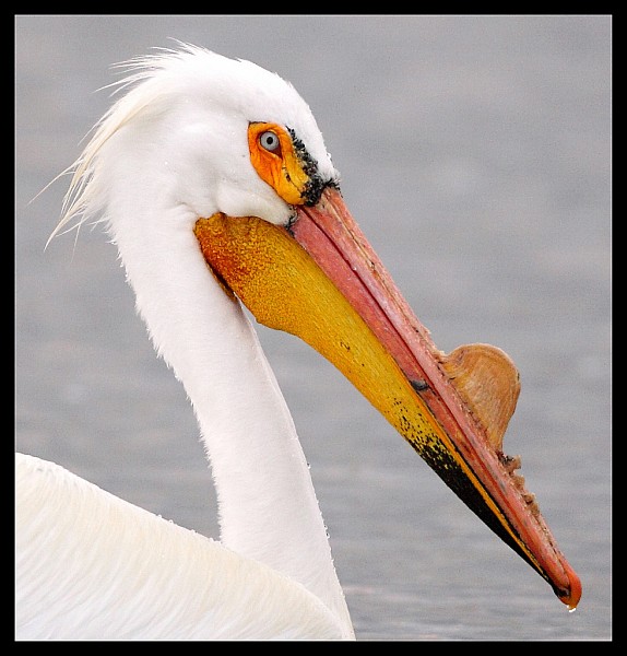 American white pelican in breeding plumage (photo by Pat Gaines)