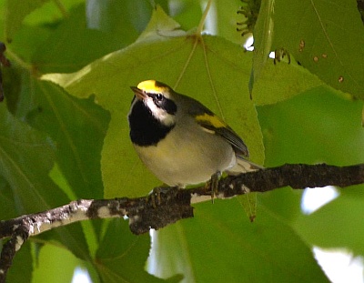 Golden-winged warbler (photo from Wikimedia Commons)