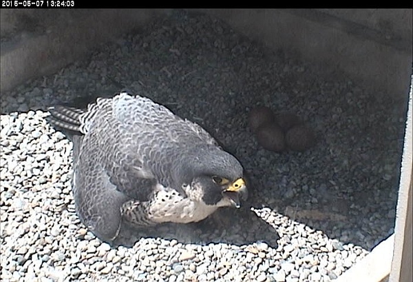Dorothy panting in the heat (photo from the National Aviary falconcam at Univ of Pittsburgh)