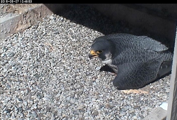 E2 panting at the nest in the heat, 7 Mat 2015, 10:48am (photo from the National Aviary falconcam at Univ of Pittsburgh)