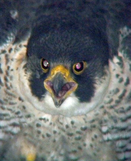 An angry Storm. The female peregrine at the Westinghouse Bridge (photo by Tom Keller, PA Game Commission)