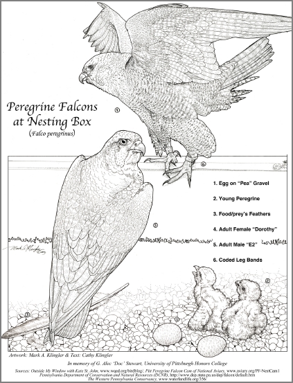 Peregrine falcon coloring page (illustration by Mark Klingler, text by Cathy Klingler)
