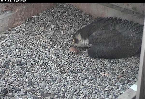 Dorothy eats the eggshell, 10 May 2015 (photo from the Nartional Aviary snapshot cam at Univ of Pittsburgh)
