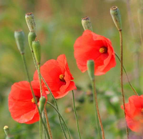 Red poppies (photo from Lest We Forget via Wikimedia Commons)
