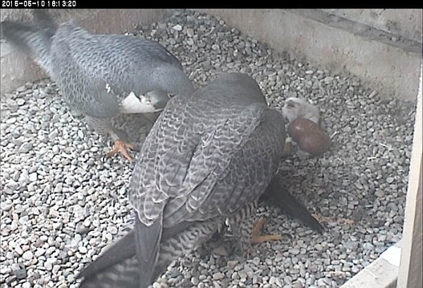 E2 and Dorothy prepare Sunday evening's meal for their nestling (photo from the National Aviary snapshot camera at Univ of Pittsburgh)