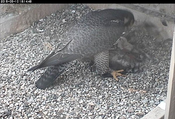 Dorothy makes the feathers fly (photo from the National Aviary snapshot cam at Univ of Pittsburgh)