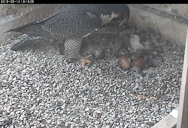 Feeding in the feather storm (photo from the National Aviary snapshot cam at Univ of Pittsburgh)