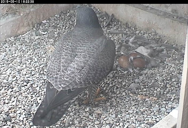 Messy nest so soon (photo from the National Aviary snapshot cam at Univ of Pittsburgh)