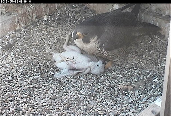 Dorothy with chick on its back, 25 May 2015 (photo from the National Aviary snapshot cam at Univ of Pittsburgh)