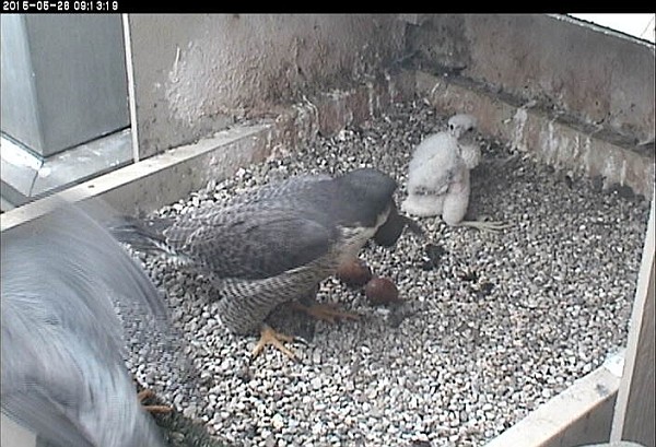 Dorothy presents food to the upright chick as E2 exits the nest area (photo from the National Avairy snapshot camera)