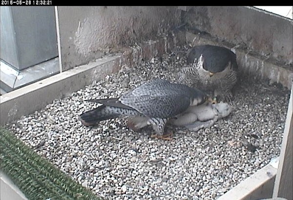E2 examines the chick. He and Dorothy confer (photo from the National Aviary snapshot cam at Univ of Pittsburgh)