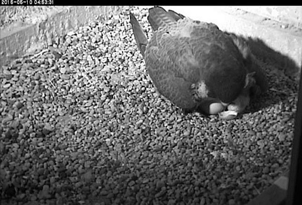 First nestling of 2015 (photo from National Aviary snapshot cam at Univ of Pittsburgh)