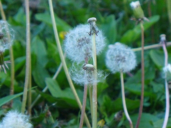 Dandelions gone to seed (photo by Kate St. John)