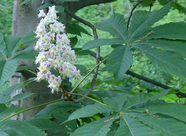 Horse Chestnut tower of flowers, Schenley Park (photo by Kate St. John)