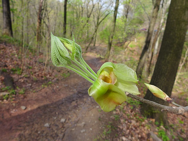Shagbark hickory, leaves about to open, 1 May 2015 (photo by Kate St. John)