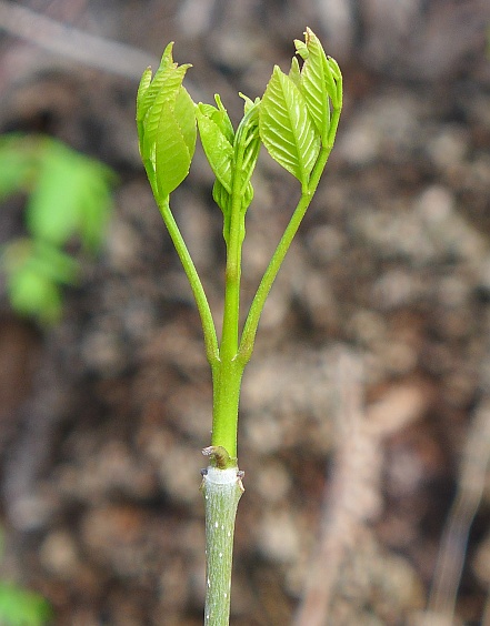 White ash leaf-out, 1 May 2015 (photo by Kate St. John)