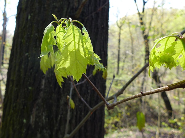 Red oak leaves, 1 May 2015 (photo by Kate St.John)