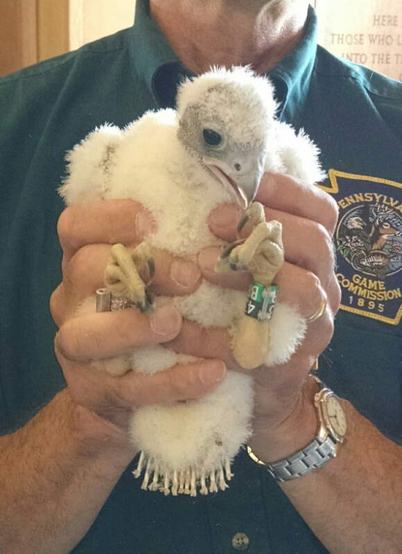 Peregrine chick at Cathedral of Learning, 29 May 2015 (photo by Kate St. John)