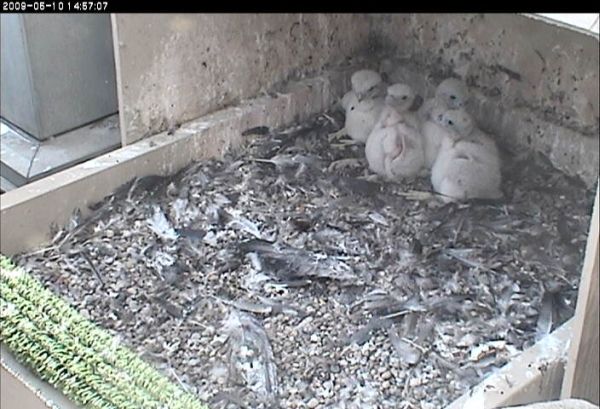 14 day old chicks, 10 May 2009 (photo from the National Aviary falconcam at Univ of Pittsburgh)