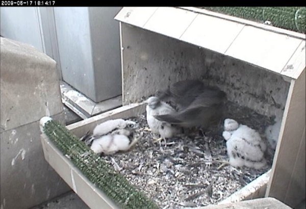 21 day old chicks, 17 May 2009 (photo fromthe National Aviary falconcam at Univ of Pittsburgh)